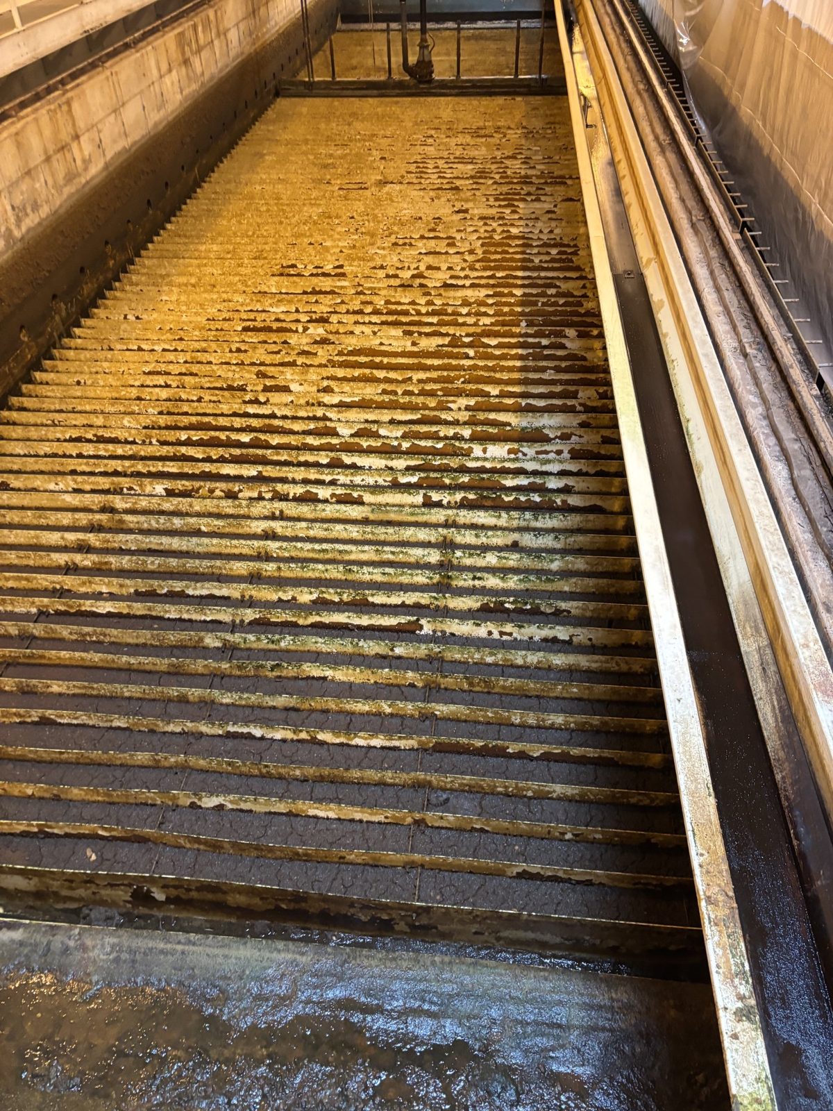 Filter No. 1 dewatered before media replacement, showing the original underdrain with peeling coating and growth